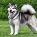 Alaskan Malamute